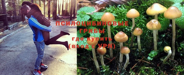 PSILOCYBIN Балахна